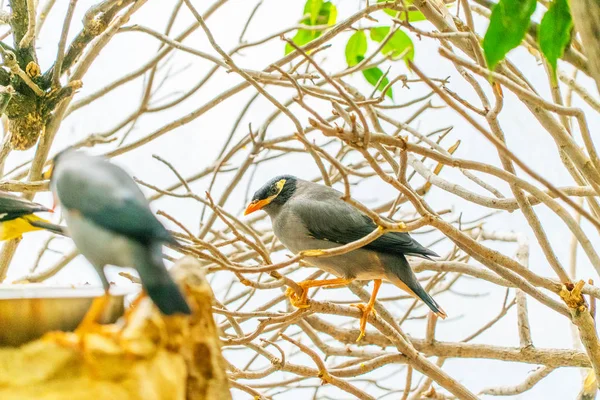 Close Shot Van Mooie Exotische Vogel Neerstrijken Boom — Stockfoto