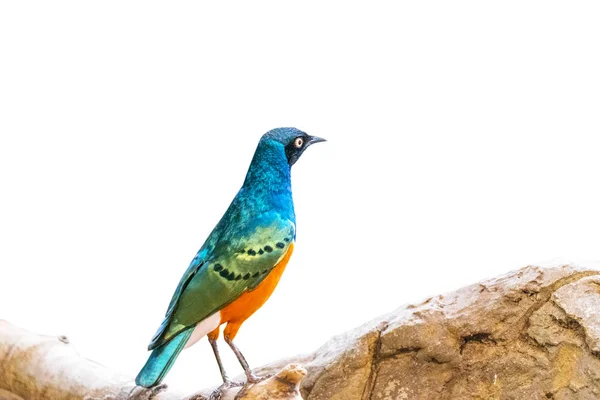 Close Shot Van Mooie Exotische Vogel Steen — Stockfoto