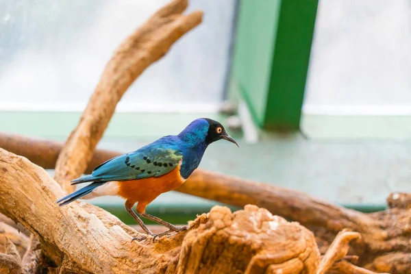 Close Shot Van Mooie Exotische Vogel — Stockfoto