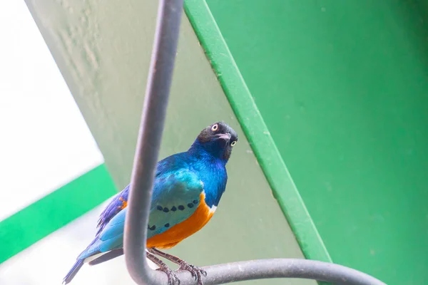 Close Shot Van Mooie Exotische Vogel — Stockfoto