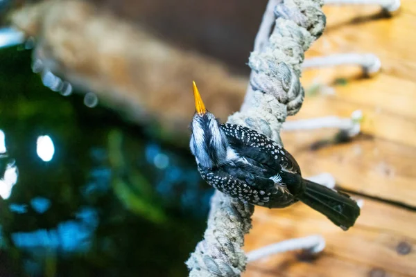 Close Shot Van Mooie Toucan Bird Neerstrijken Boomtak — Stockfoto