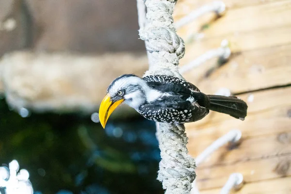 Close Shot Van Mooie Toucan Bird Neerstrijken Boomtak — Stockfoto