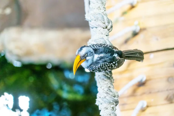 Gros Plan Magnifique Oiseau Toucan Perché Sur Une Branche Arbre — Photo