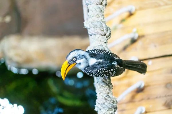 Close Shot Van Mooie Toucan Bird Neerstrijken Boomtak — Stockfoto