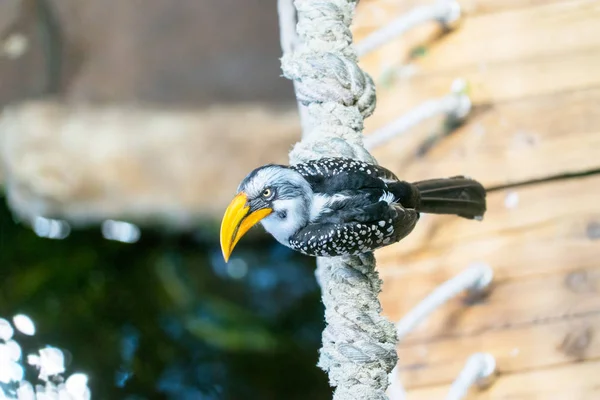 Gros Plan Magnifique Oiseau Toucan Perché Sur Une Branche Arbre — Photo