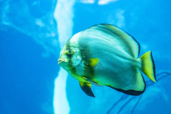 Close Shot Beautiful Exotic Fish Aquarium — Stock Photo, Image