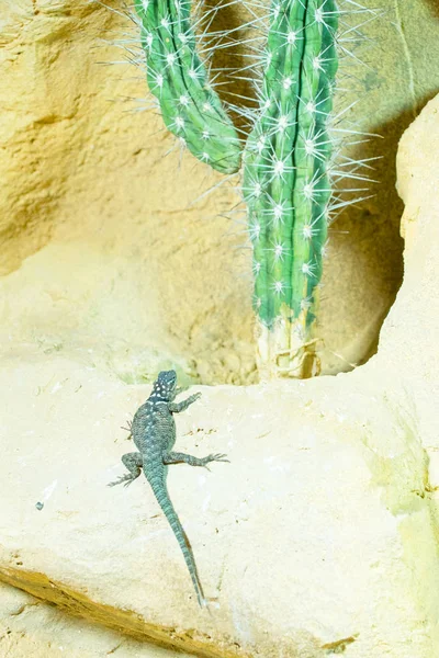 Visão Perto Réptil Lagarto Foco Seletivo — Fotografia de Stock