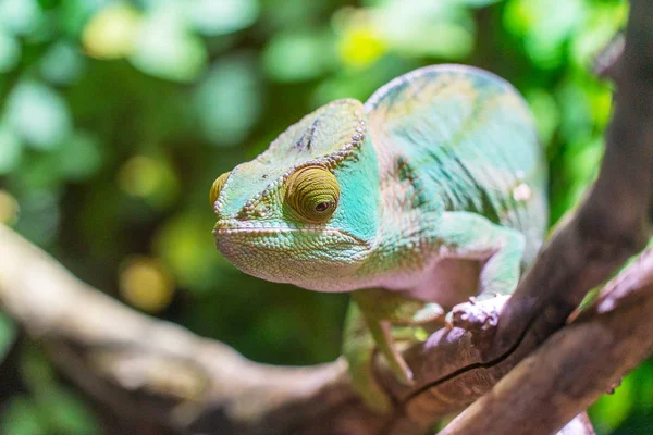 Close View Lizard Reptile Selective Focus — Stock Photo, Image