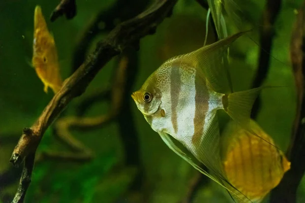 Nahaufnahme Von Schönen Exotischen Fischen Die Aquarium Schwimmen — Stockfoto