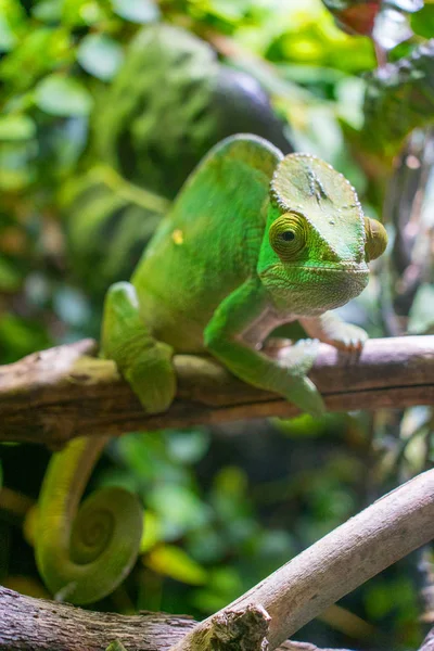 Close View Lizard Reptile Selective Focus — Stock Photo, Image