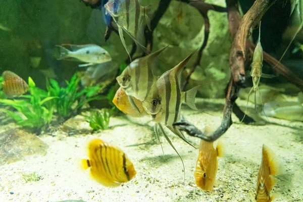 akvaryum içinde yüzme güzel egzotik balıklar yakın çekim