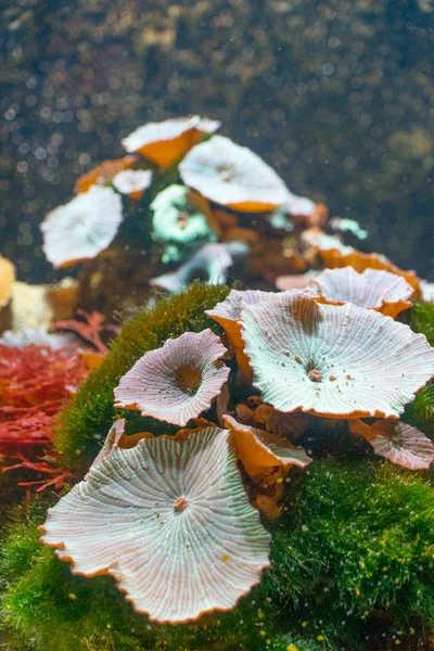 Close Shot Van Prachtige Koraal Aquarium — Stockfoto