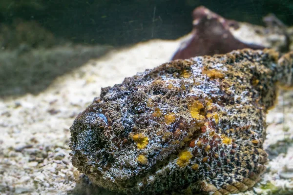 Akvaryumdaki güzel egzotik balığın yakın plan çekimi.