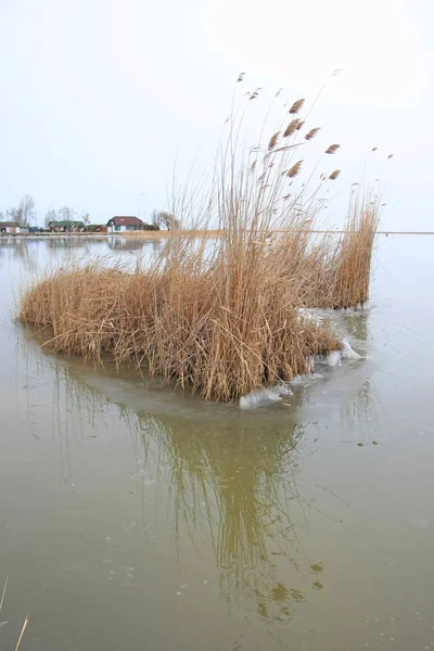 Malerischer Blick Auf Den See Mit Gras Wasser — Stockfoto