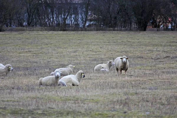 Cute Owiec Wypasu Łące — Zdjęcie stockowe