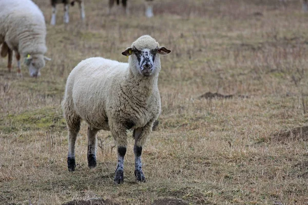 可爱的羊在草地上吃草 — 图库照片