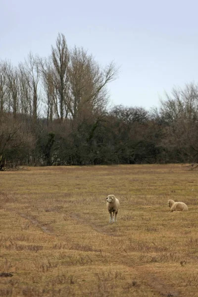 Cute Sheep Grazing Meadow — Stock Photo, Image