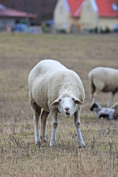 Cute Owiec Wypasu Łące — Zdjęcie stockowe