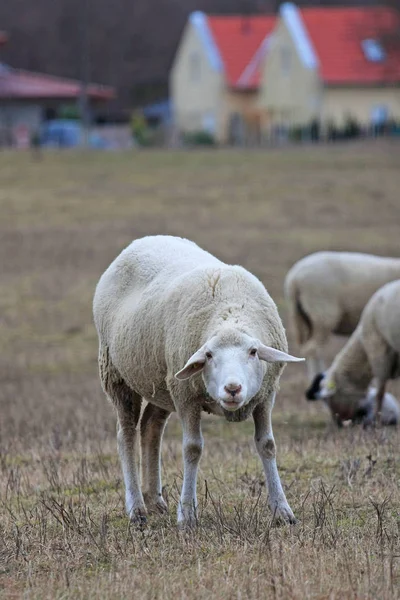 Cute Owiec Wypasu Łące — Zdjęcie stockowe
