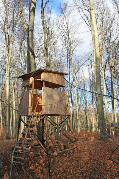 Çıplak ağaçlar ile sonbahar orman