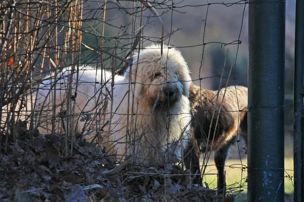 Nahaufnahme Des Weißen Hundes Der Durch Zaun Schaut — Stockfoto