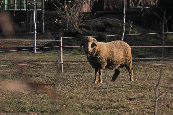 Scenic View Lone Sheep Field — Stock Photo, Image