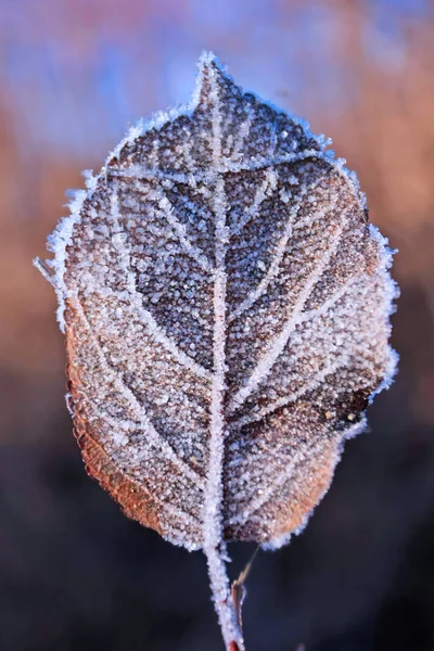 closeup view of frozen leaf against blurred background