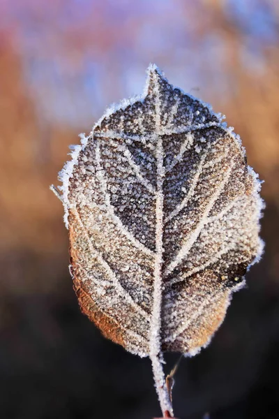 Närbild Frysta Blad Mot Suddig Bakgrund — Stockfoto