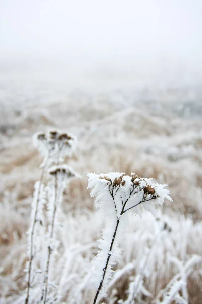 Nahaufnahme Von Pflanzen Die Mit Frost Bedeckt Sind — Stockfoto