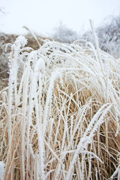 Close View Plants Covered Frost — Stock Photo, Image