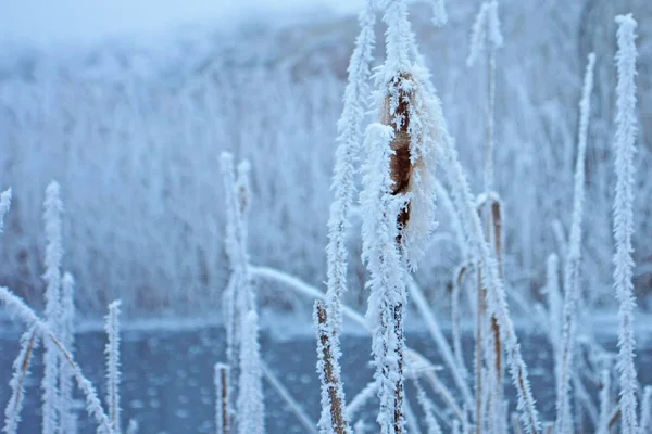 Close view of plants covered with frost