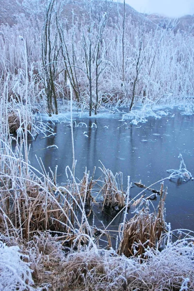 Nahaufnahme Von Pflanzen Die Mit Frost Bedeckt Sind — Stockfoto