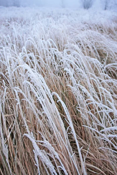 Nahaufnahme Von Pflanzen Die Mit Frost Bedeckt Sind — Stockfoto