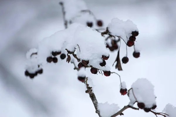 Nahaufnahme Gefrorener Beeren Schnee — Stockfoto
