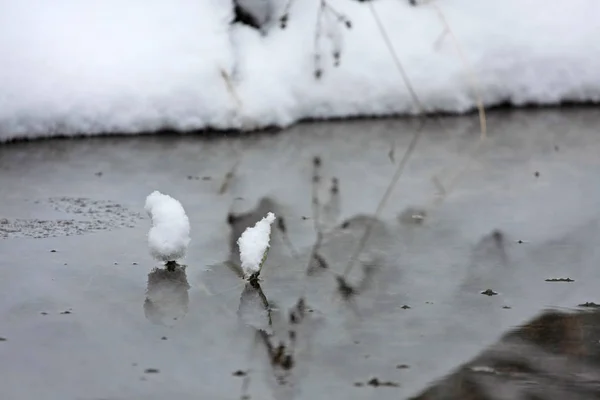 Vue Rapprochée Arbre Marbre Blanc Dans Neige — Photo