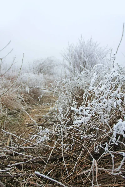 Close View Plants Covered Frost Royalty Free Stock Photos