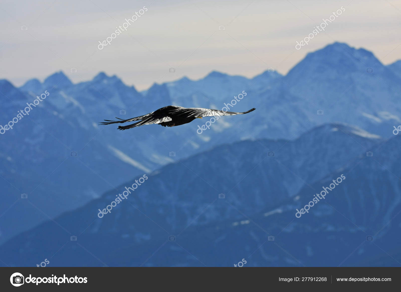 在雪山背景上飞行的黑鸟 图库照片 C Zoltanmajor