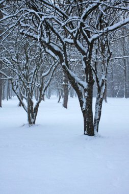 Karlı kış Dağları peyzaj