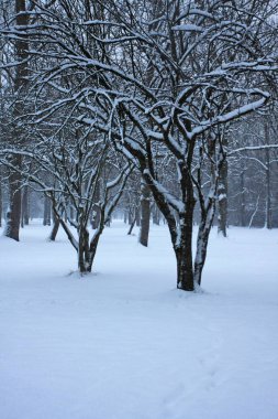 Karlı kış Dağları peyzaj