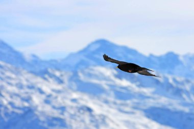 Karlı dağlarda uçan kara kuş