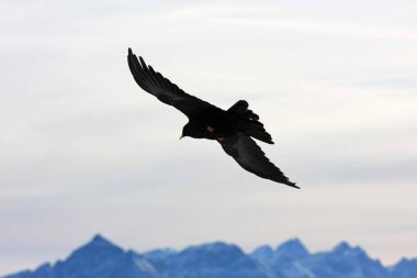 Karlı dağlarda uçan kara kuş