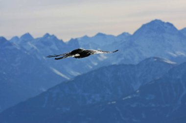 Karlı dağlarda uçan kara kuş