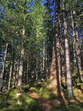 Ormandaki çam ağaçlarının manzarası.
