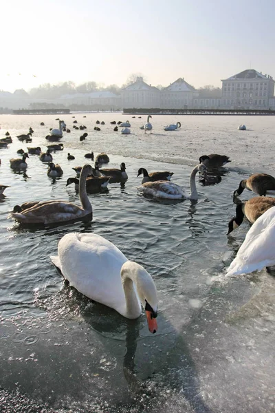 Zwanen Eenden Die Bij Winterrivier Rusten — Stockfoto