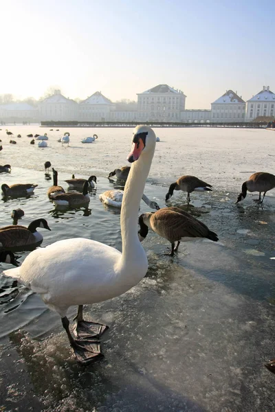 Cisnes Patos Descansando Río Invierno — Foto de Stock