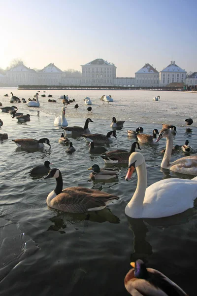 冬の川で休んでいる白鳥とアヒル — ストック写真