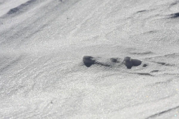 Neve Coberto Chão Tempo Inverno — Fotografia de Stock