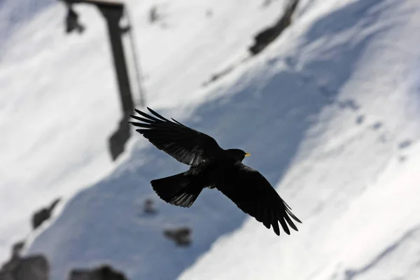 Zwarte Vogel Vliegen Besneeuwde Bergen Achtergrond — Stockfoto