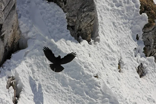 Oiseau Noir Volant Sur Fond Montagnes Enneigées — Photo
