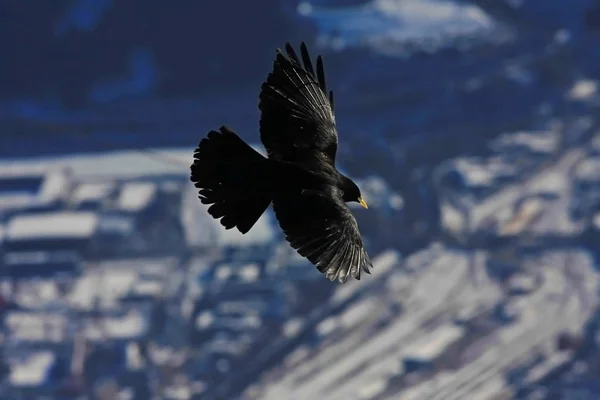 Zwarte Vogel Vliegen Besneeuwde Bergen Achtergrond — Stockfoto